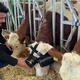 Une photo de l'éleveur de bétail se penchant pour vérifier la vache VR.